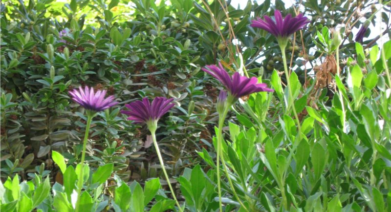 La expansión de la flora exótica en la zona central de Chile abordará presentación organizada por CEAUP