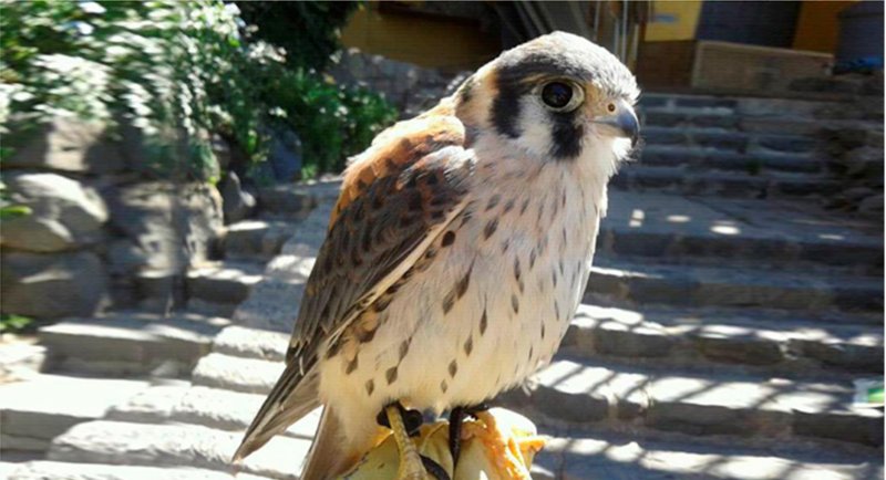 Escuela de Arquitectura del Paisaje invita a curso para conocer las aves chilenas