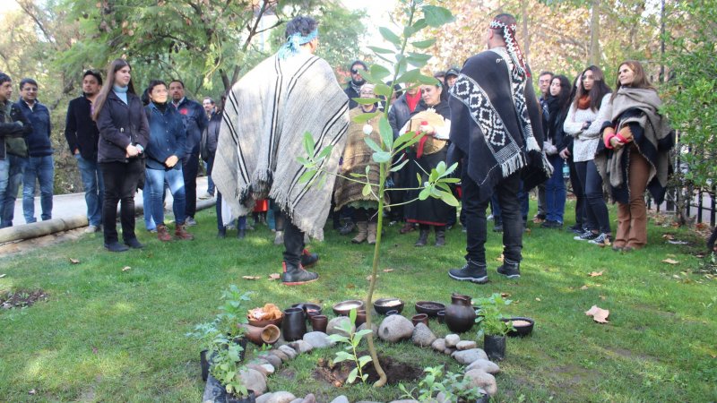 Del árbol sagrado al estudio de las plantas: el canelo como rito e investigación